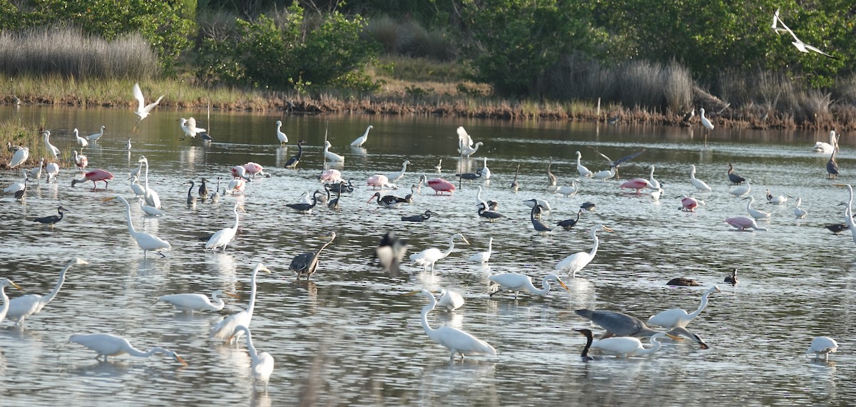 Roseate Spoonbill - Lilian Saul