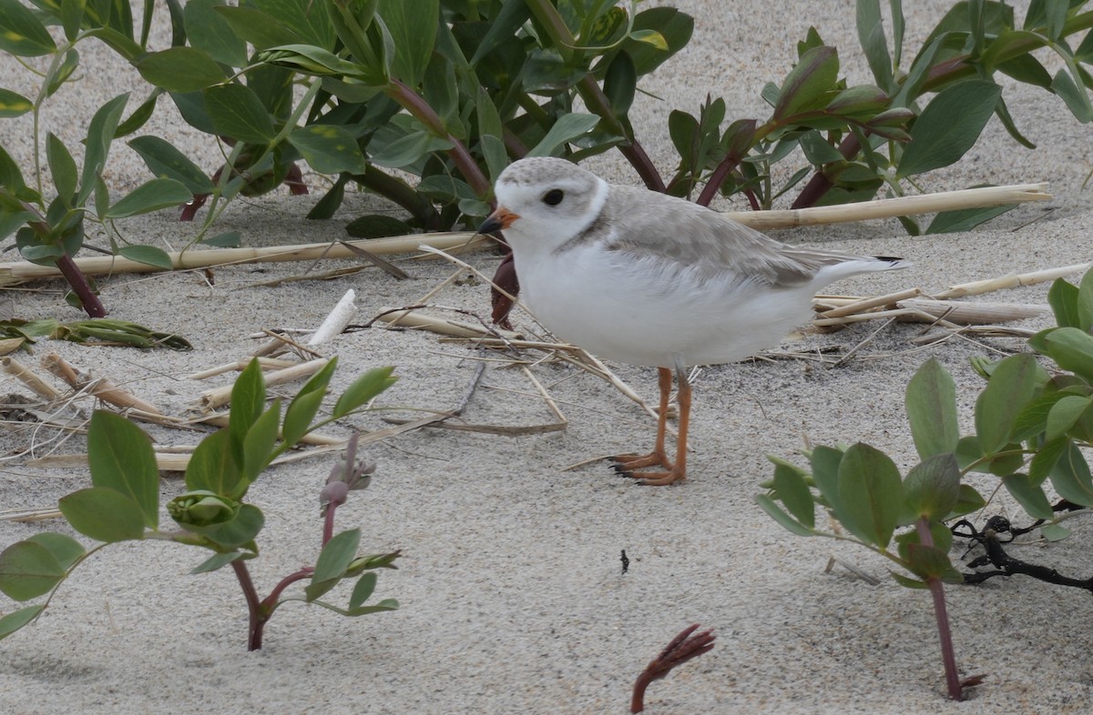 Piping Plover - ML619347950