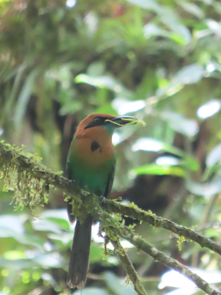 Broad-billed Motmot - Randy Lynch