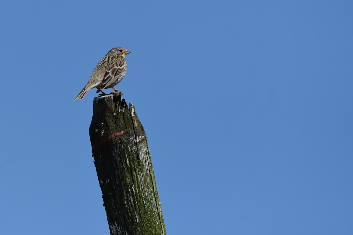 Corn Bunting - Igor Długosz