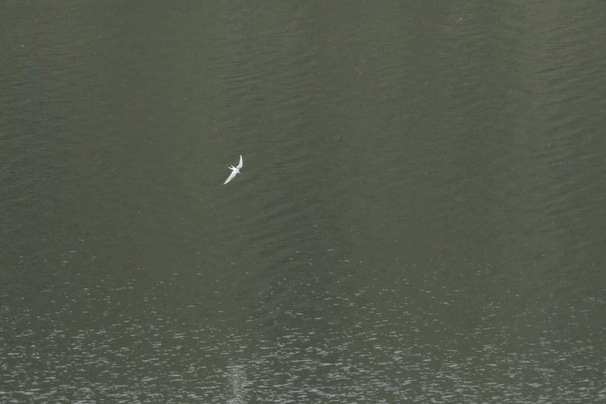 Common/Arctic Tern - ML619347966
