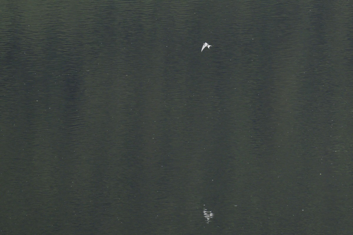 Common/Arctic Tern - ML619347967