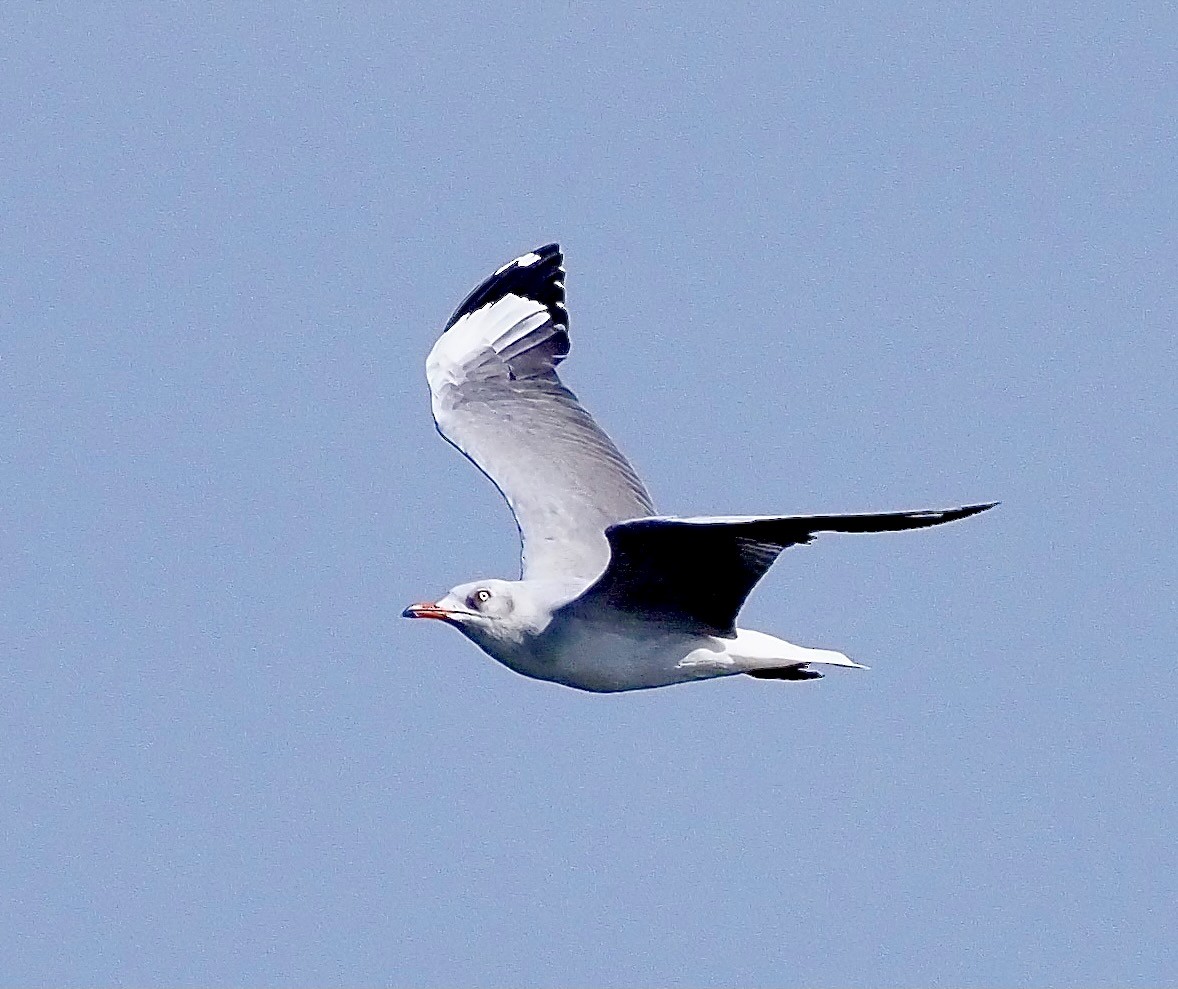 Gray-hooded Gull - ML619347975