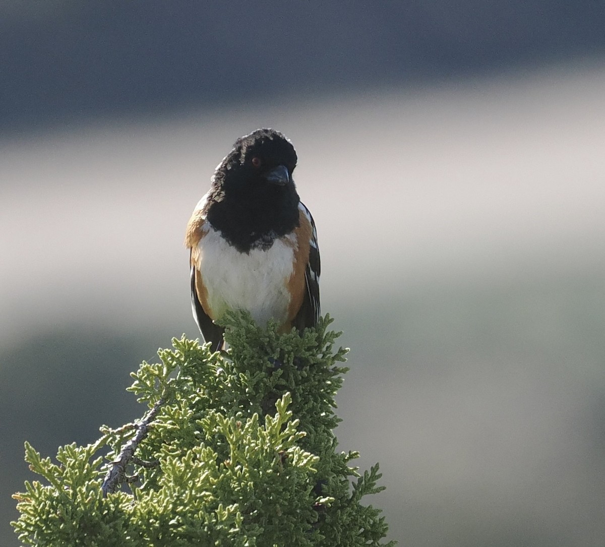 Spotted Towhee - Bob Foehring