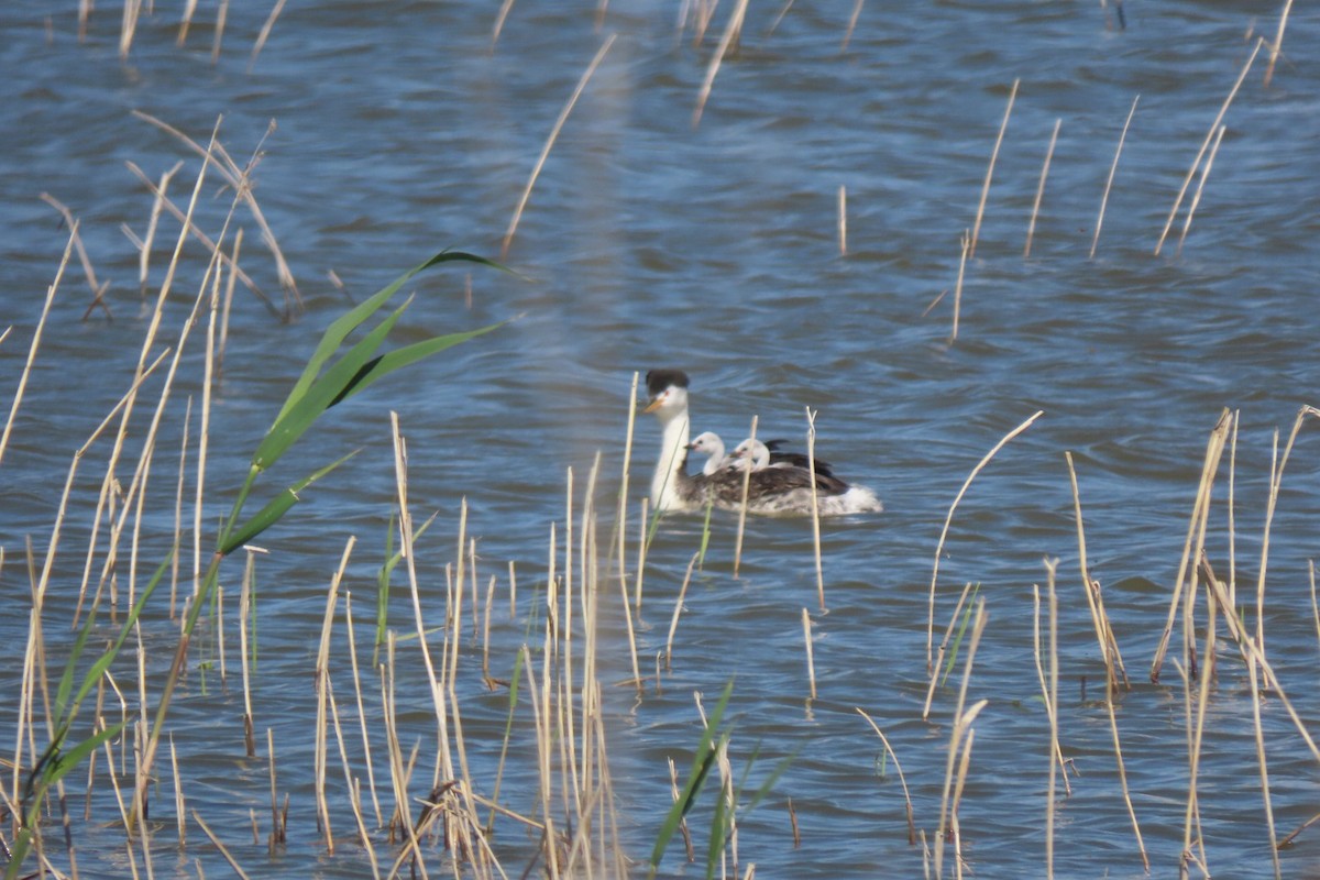 Clark's Grebe - Suzi Holt