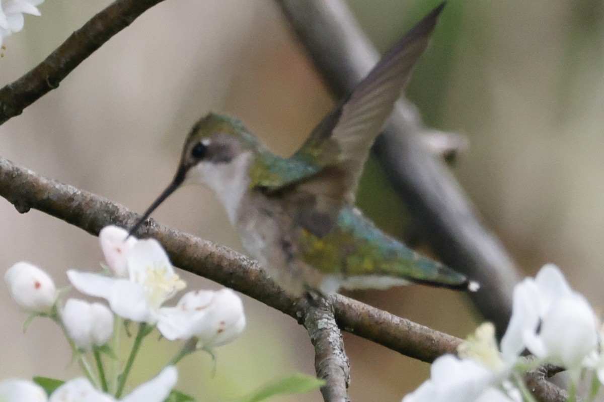 Ruby-throated Hummingbird - Catherine Lawrence