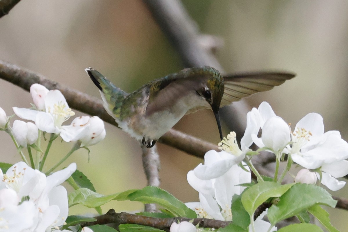 Ruby-throated Hummingbird - Catherine Lawrence