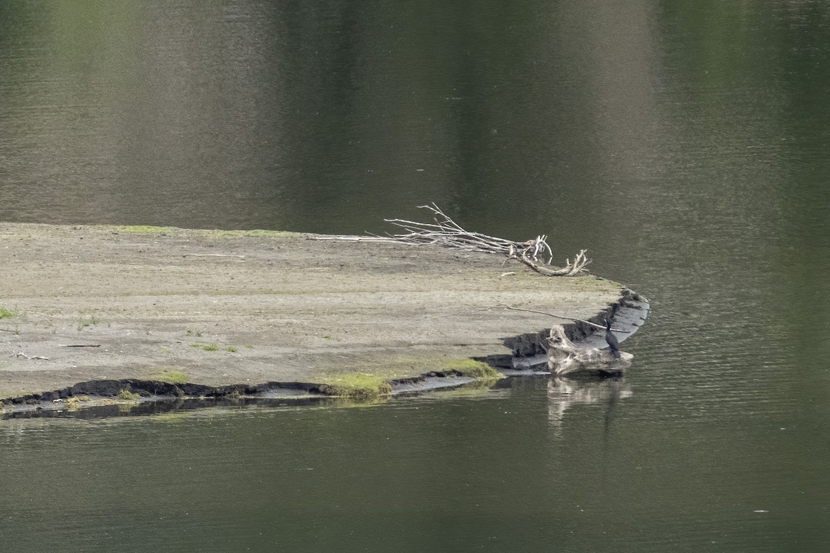 Double-crested Cormorant - ML619347995