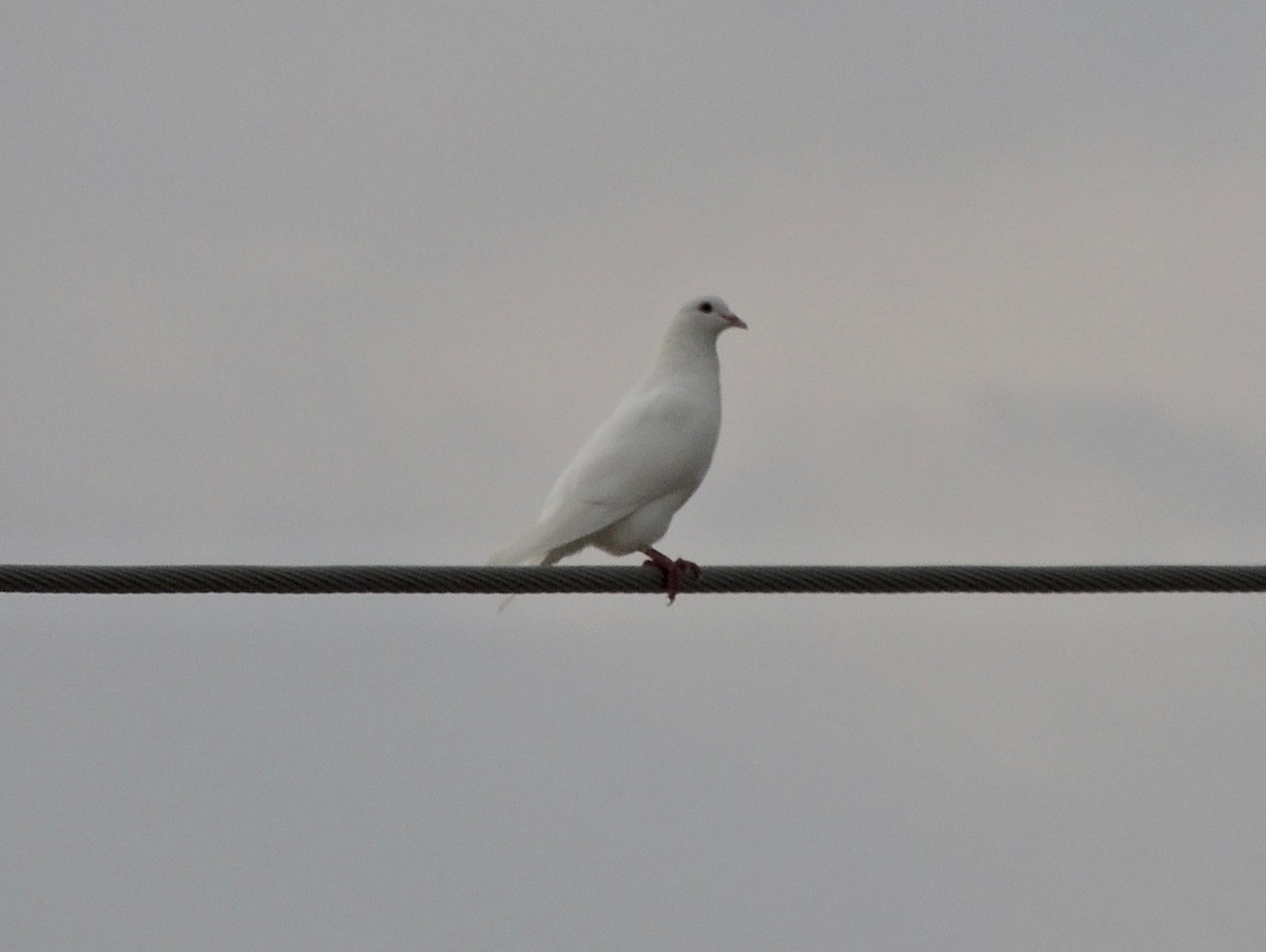 Rock Pigeon (Feral Pigeon) - ML619347999