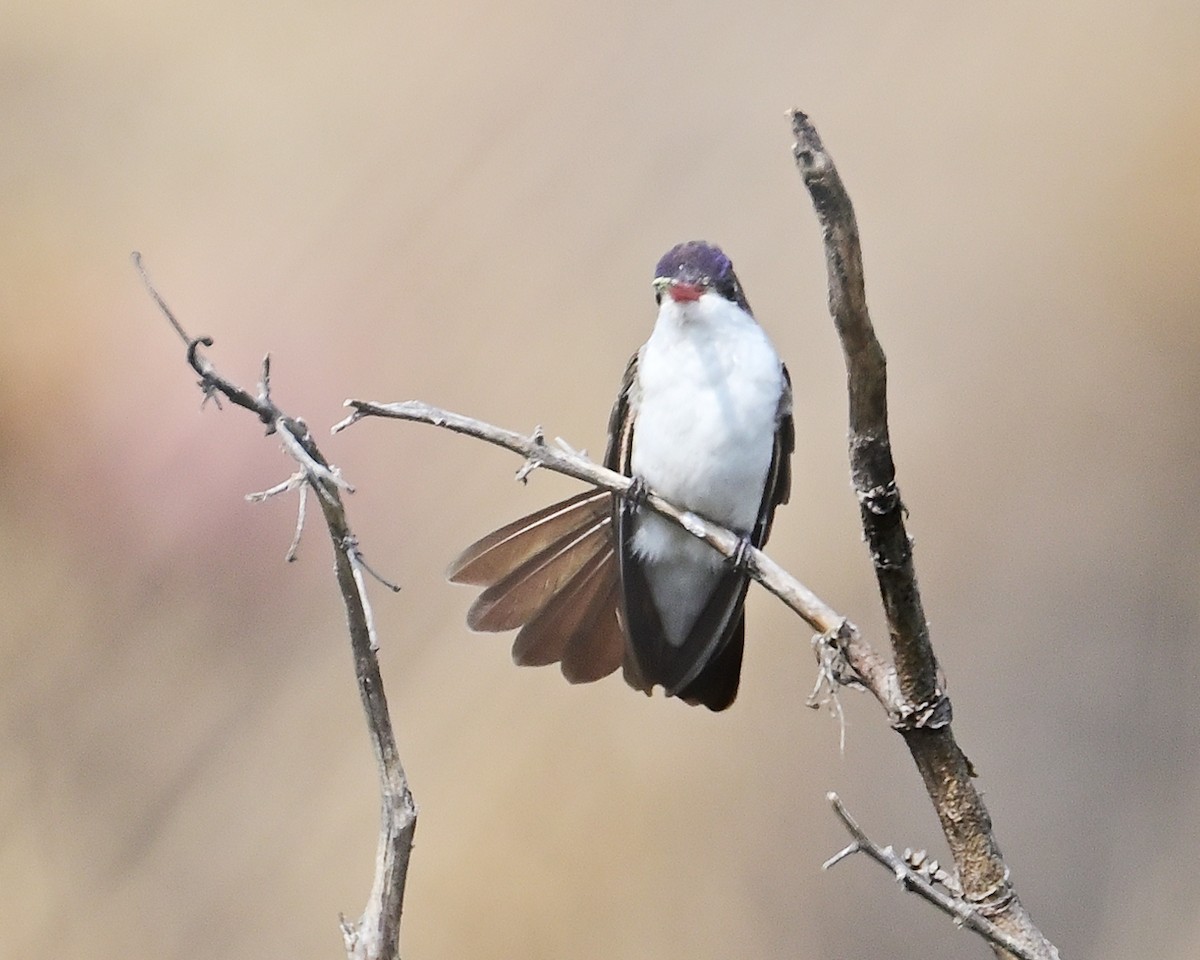 Violet-crowned Hummingbird - Gerardo Aguilar Anzures