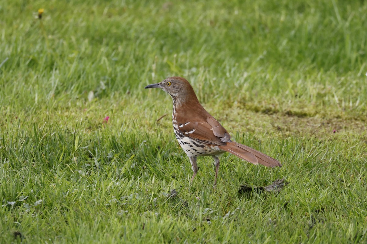 Brown Thrasher - Catherine Lawrence