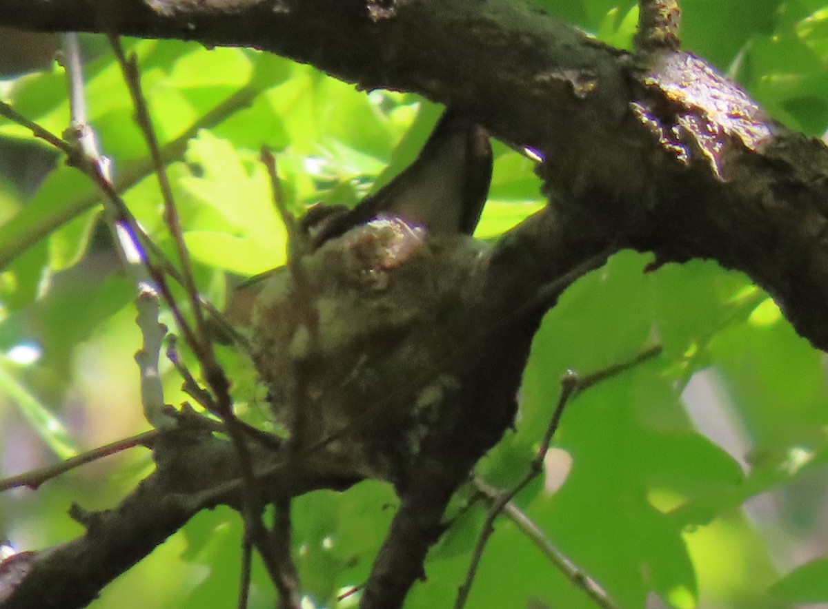 Black-chinned Hummingbird - Robin Gurule