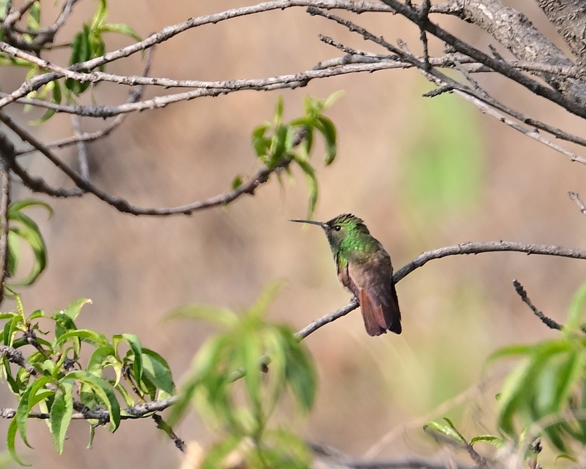 Berylline Hummingbird - Gerardo Aguilar Anzures
