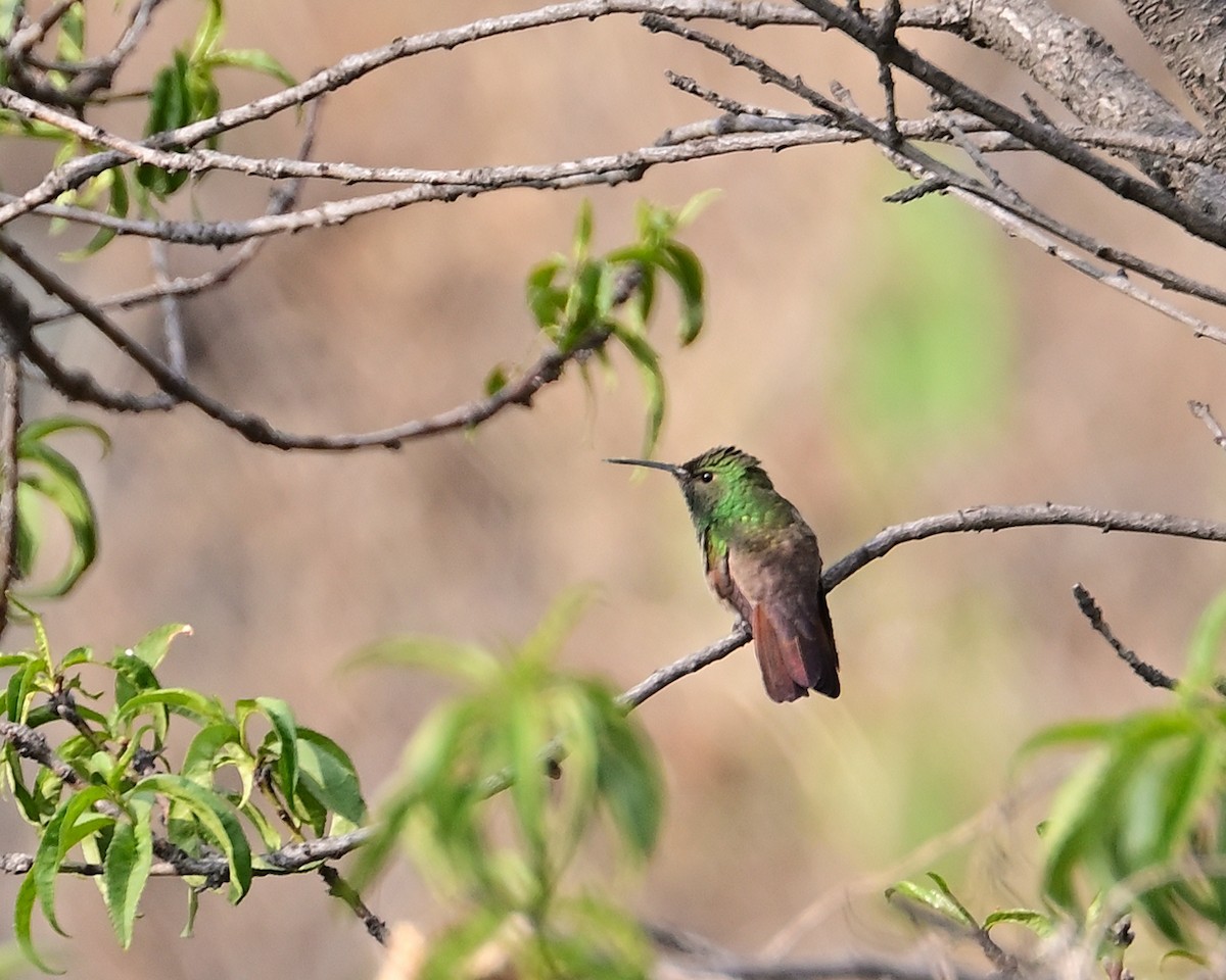 Berylline Hummingbird - ML619348047