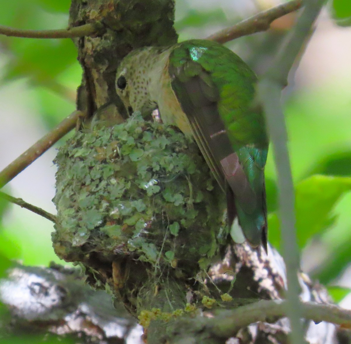 Broad-tailed Hummingbird - Robin Gurule