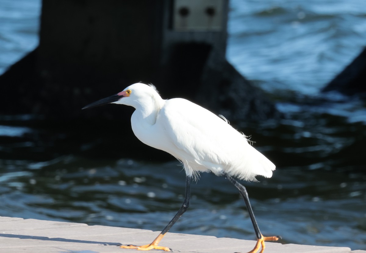 Snowy Egret - Otha Savage
