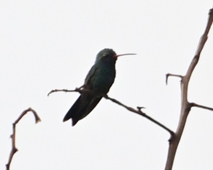 Broad-billed Hummingbird - Gerardo Aguilar Anzures