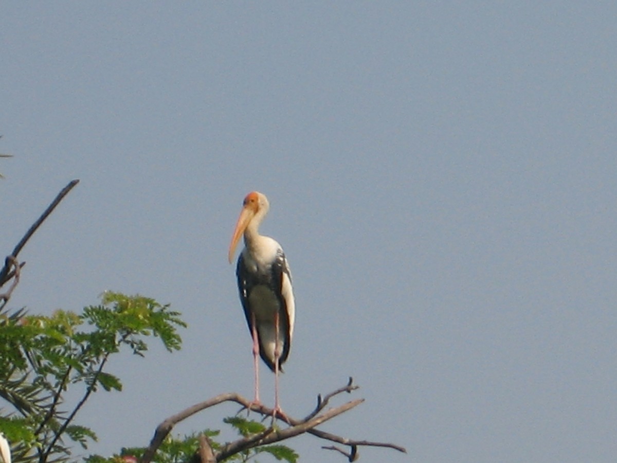 Painted Stork - Chitra Shanker