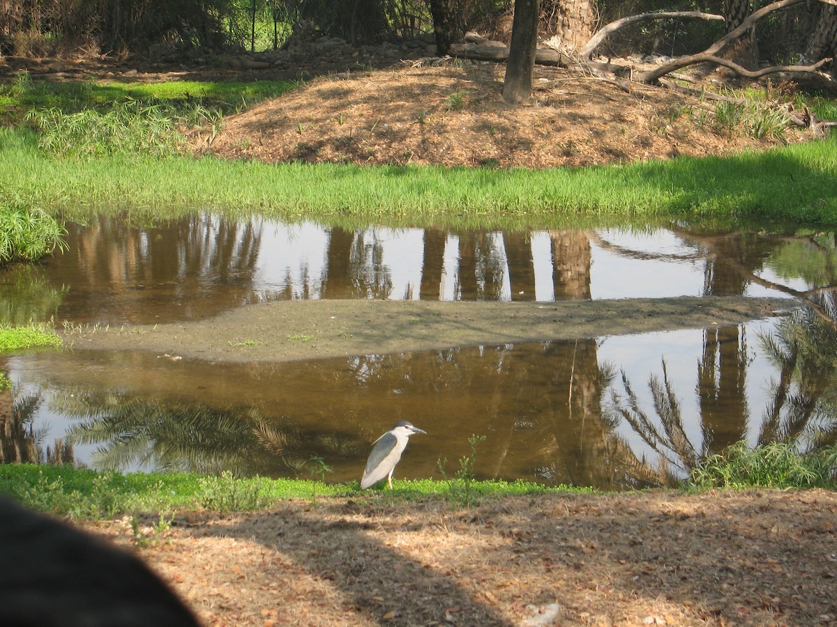 Black-crowned Night Heron - Chitra Shanker