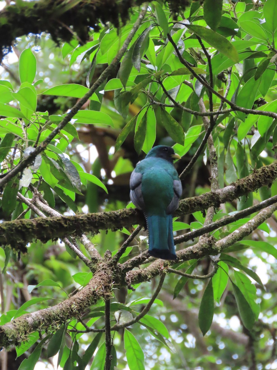 Collared Trogon - Randy Lynch