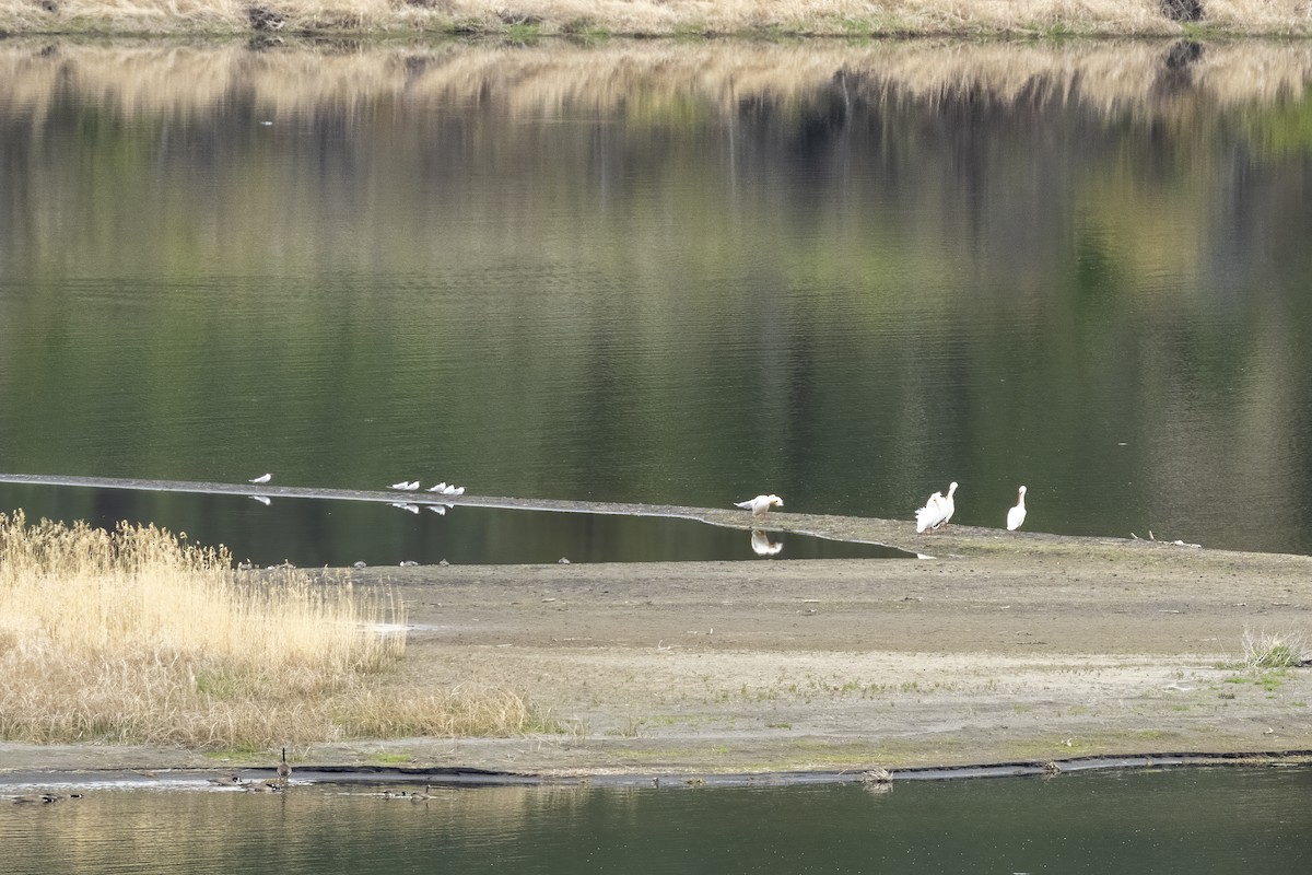 Caspian Tern - ML619348094