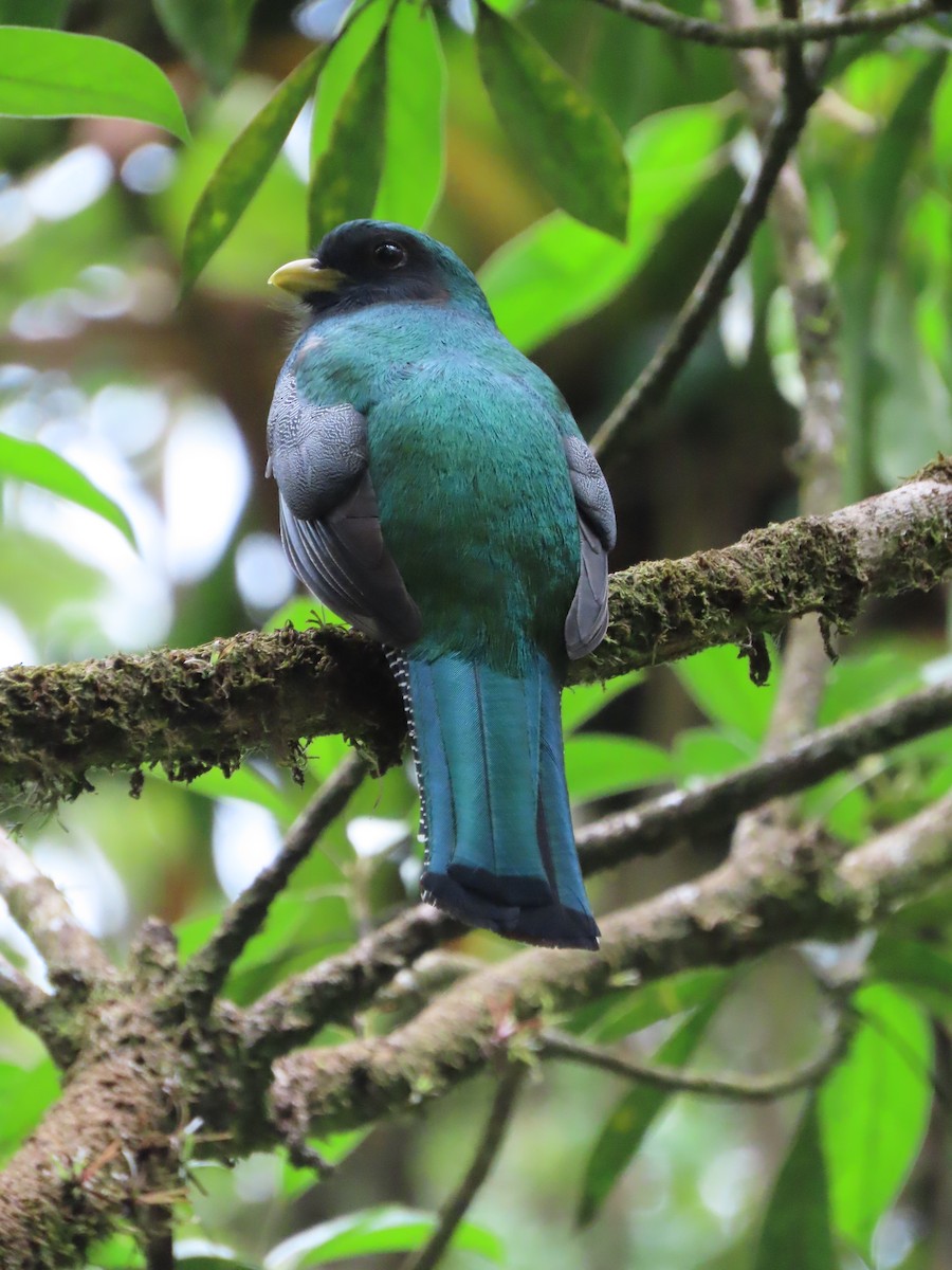 Collared Trogon - Randy Lynch