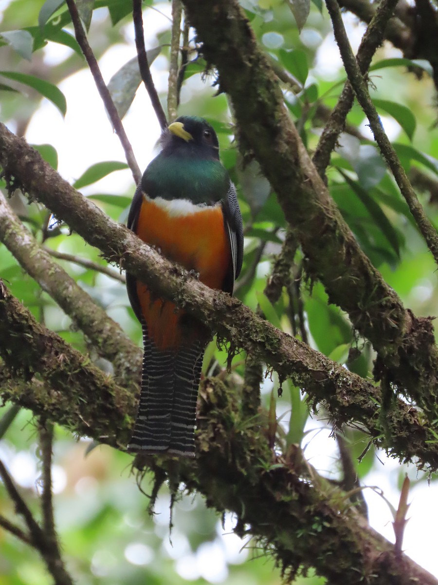 Collared Trogon - Randy Lynch