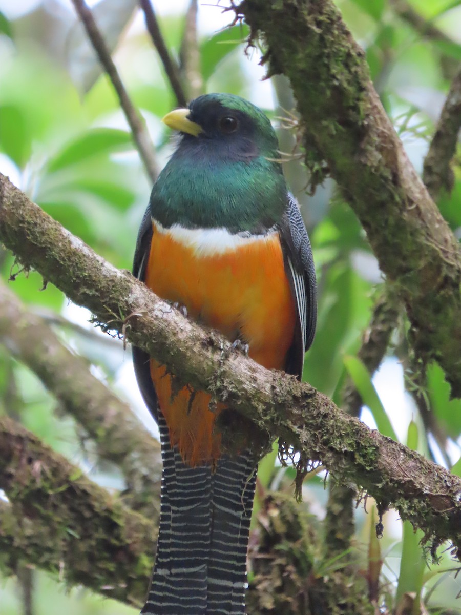 Collared Trogon - Randy Lynch