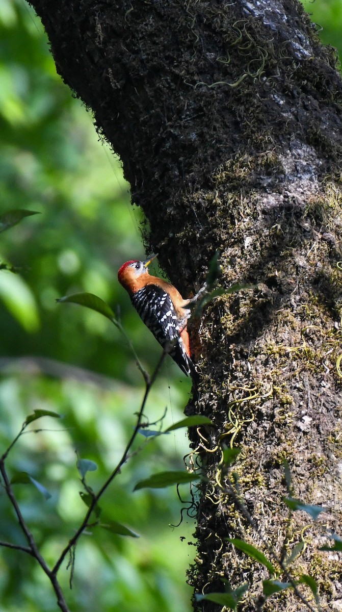 Rufous-bellied Woodpecker - prem sai