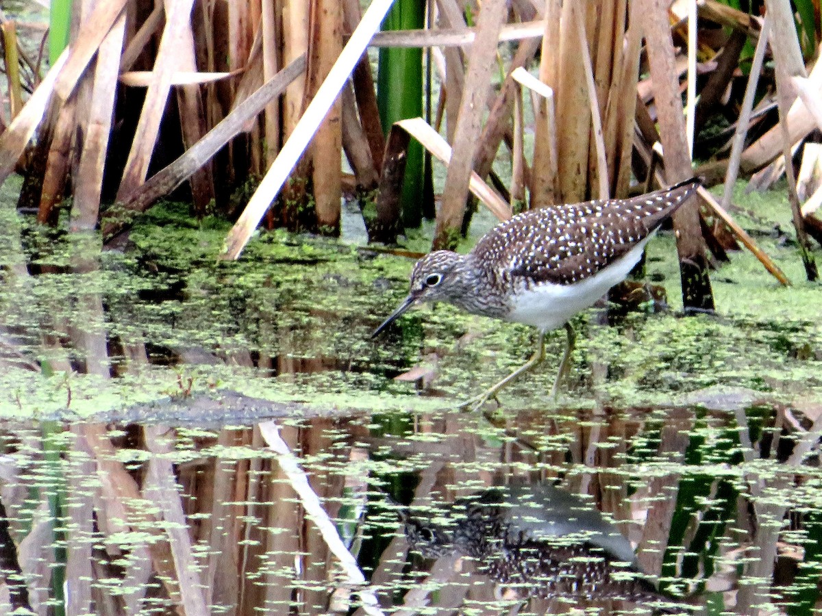 Solitary Sandpiper - Marianne Friers