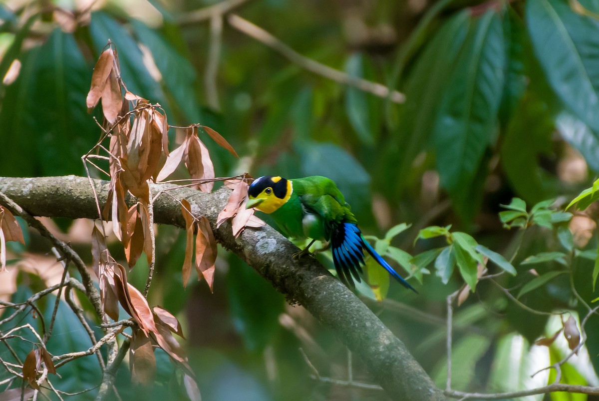 Long-tailed Broadbill - ML619348130