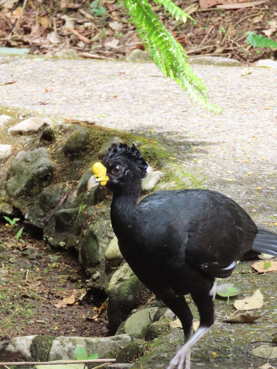 Great Curassow - Randy Lynch