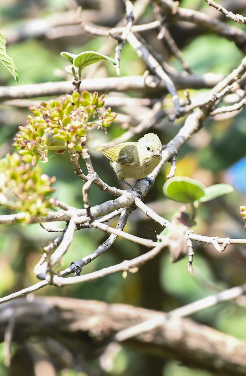 Yellow-browed Tit - prem sai