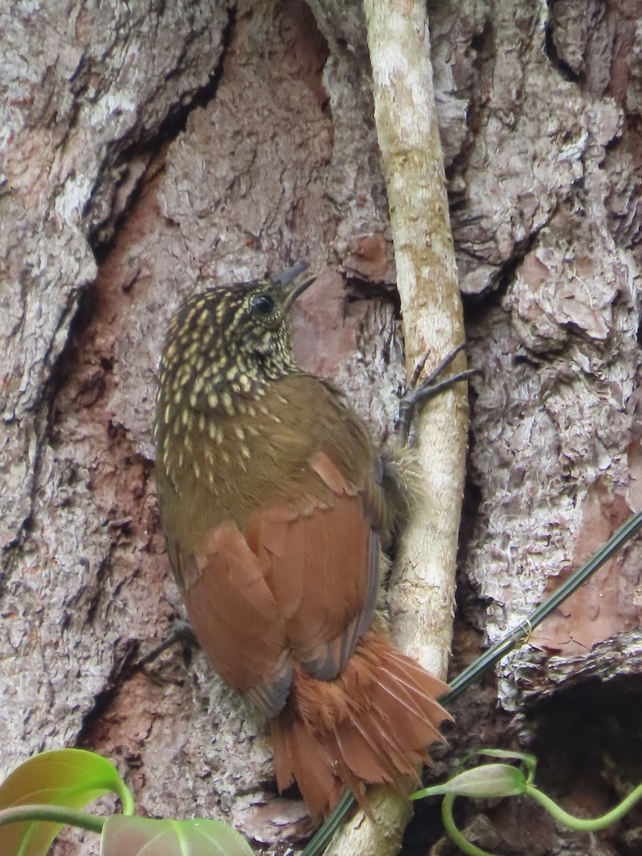 Streak-headed Woodcreeper - Randy Lynch