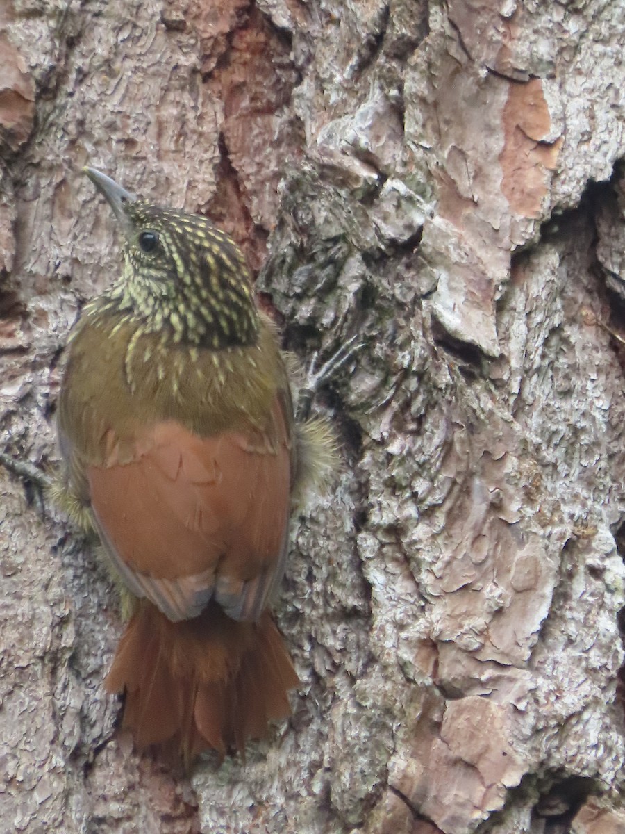 Streak-headed Woodcreeper - Randy Lynch