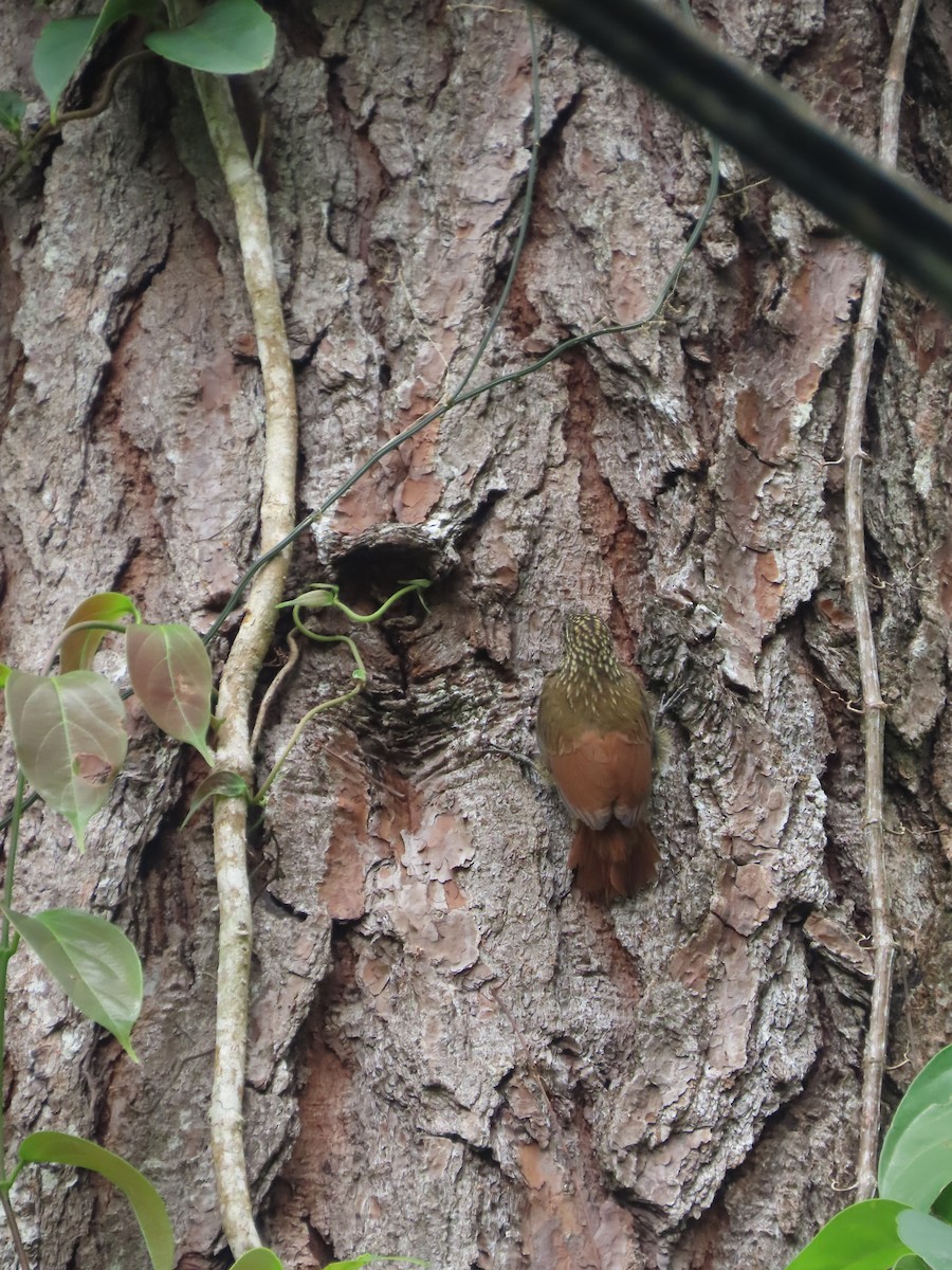 Streak-headed Woodcreeper - Randy Lynch