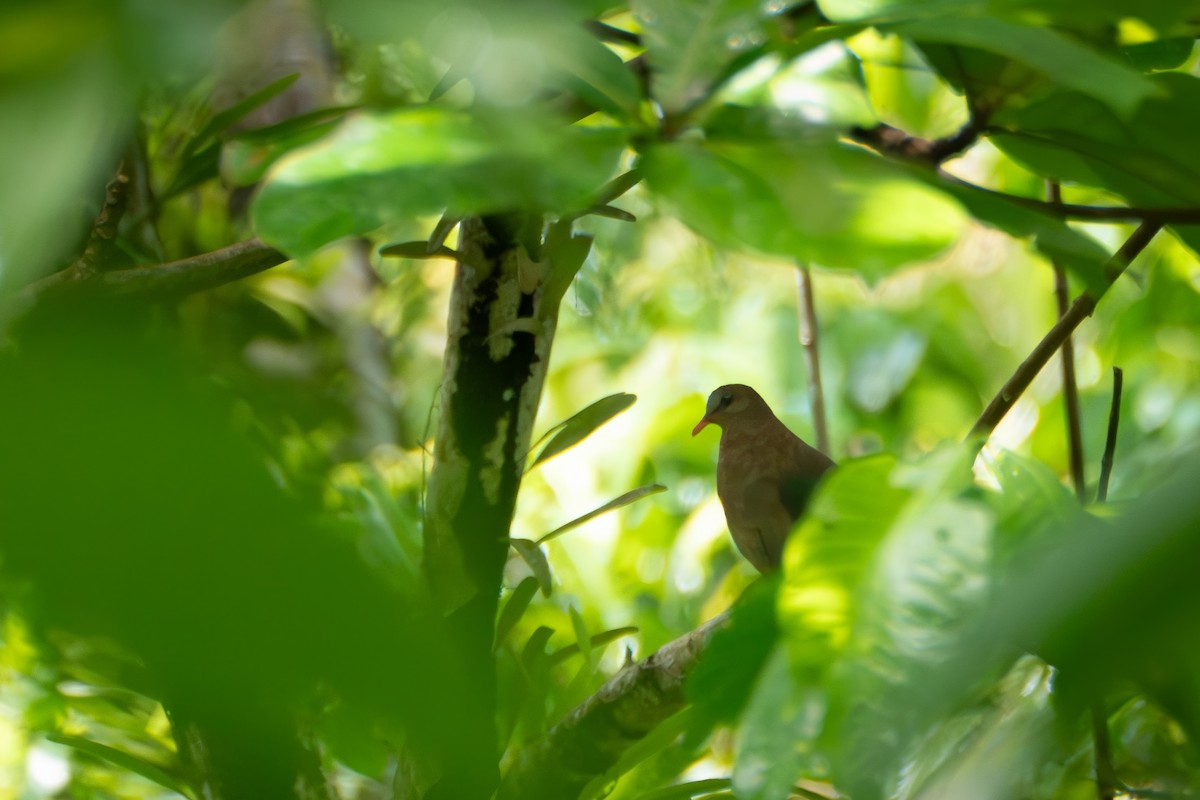 Stephan's Dove - ML619348191