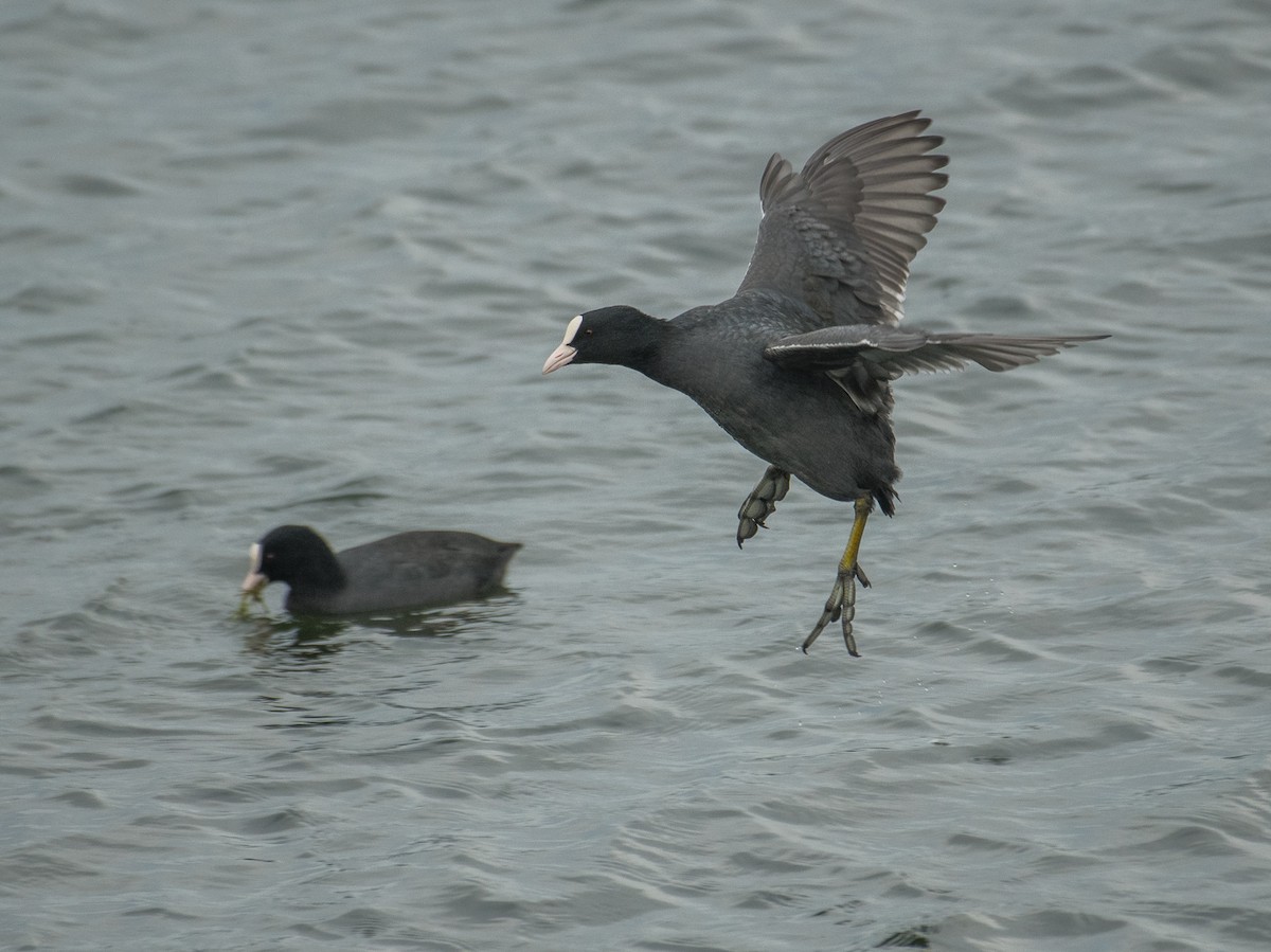 Eurasian Coot - Theo de Clermont