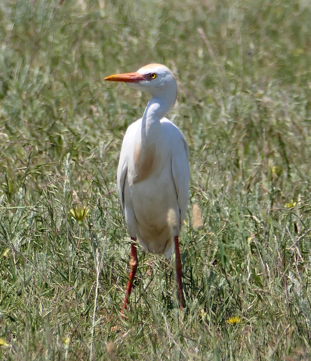 Чапля єгипетська (підвид ibis) - ML619348208