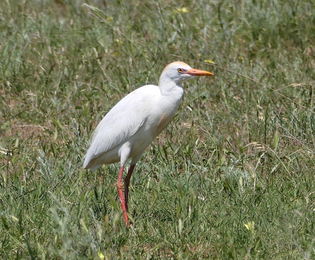 Чапля єгипетська (підвид ibis) - ML619348209