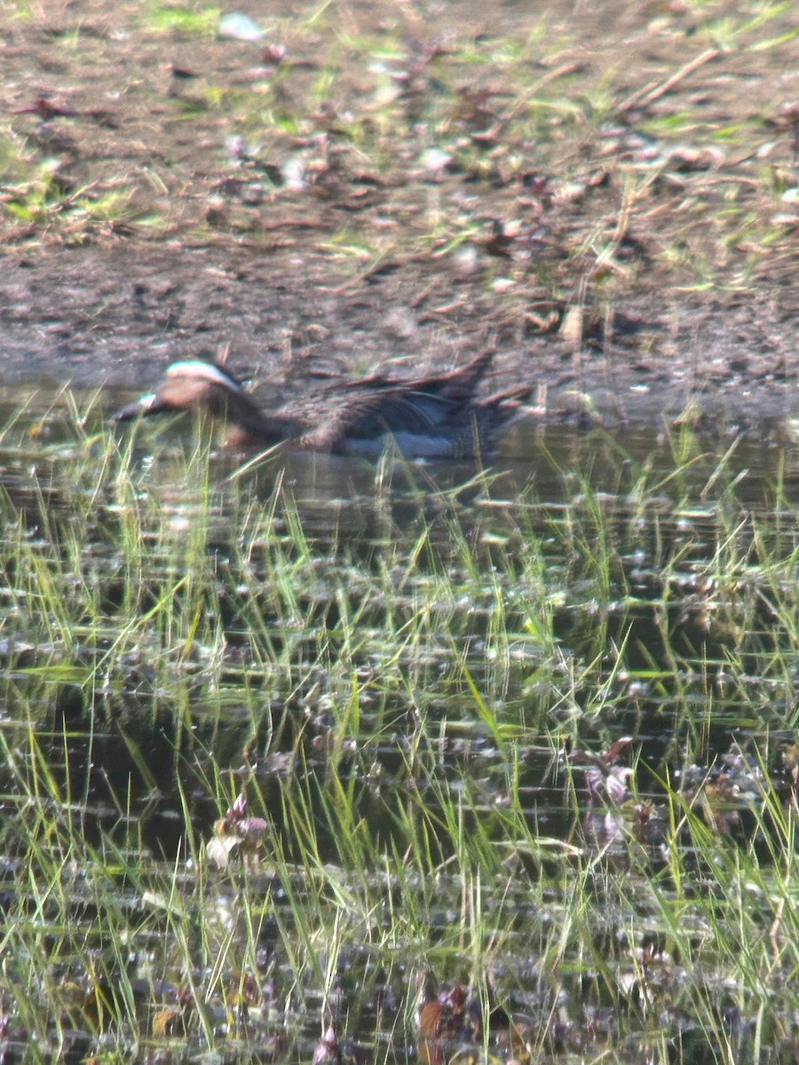 Garganey - stephen  carter