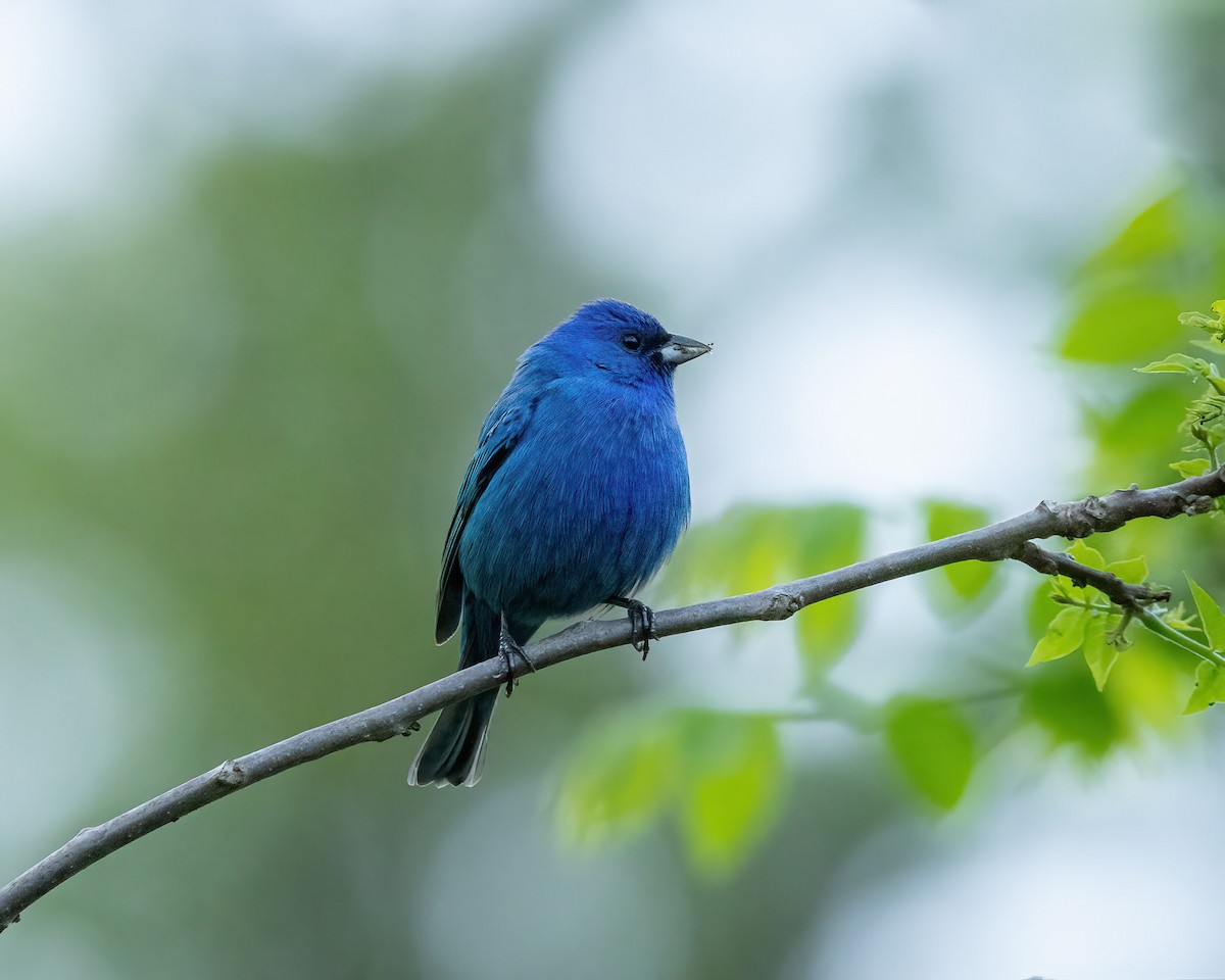 Indigo Bunting - Derek Spencer