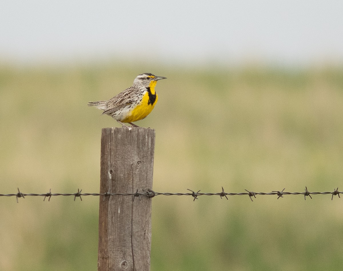 Western Meadowlark - Ethan Cleveland