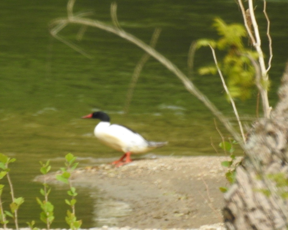 Common Merganser - ML619348244