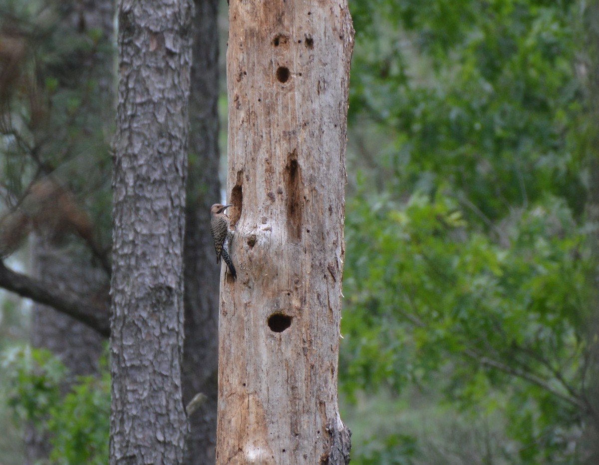 Northern Flicker - Rebekah Boan