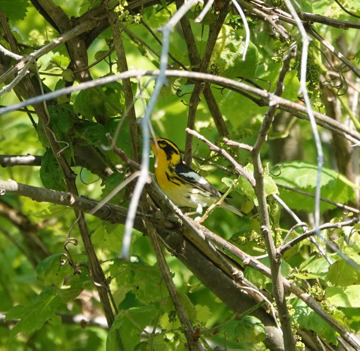 Blackburnian Warbler - ML619348254