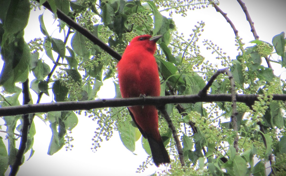 Scarlet Tanager - Fred Kachmarik