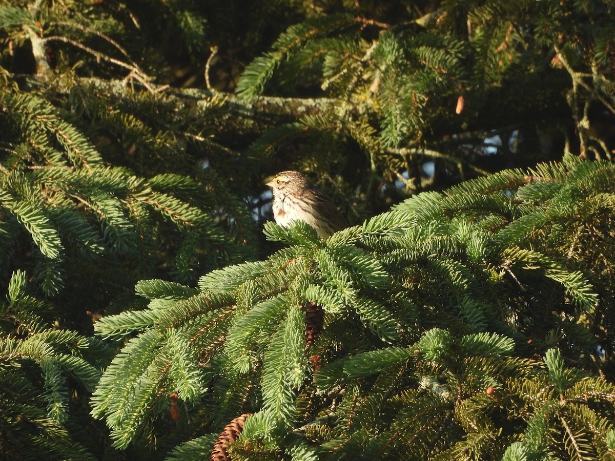 Savannah Sparrow - Dan Meyer