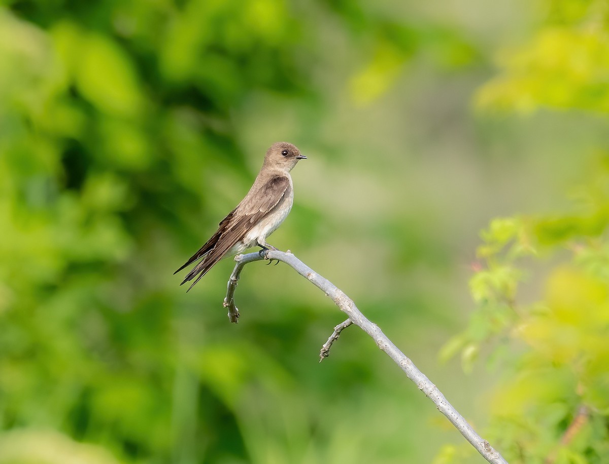 Northern Rough-winged Swallow - Derek Spencer