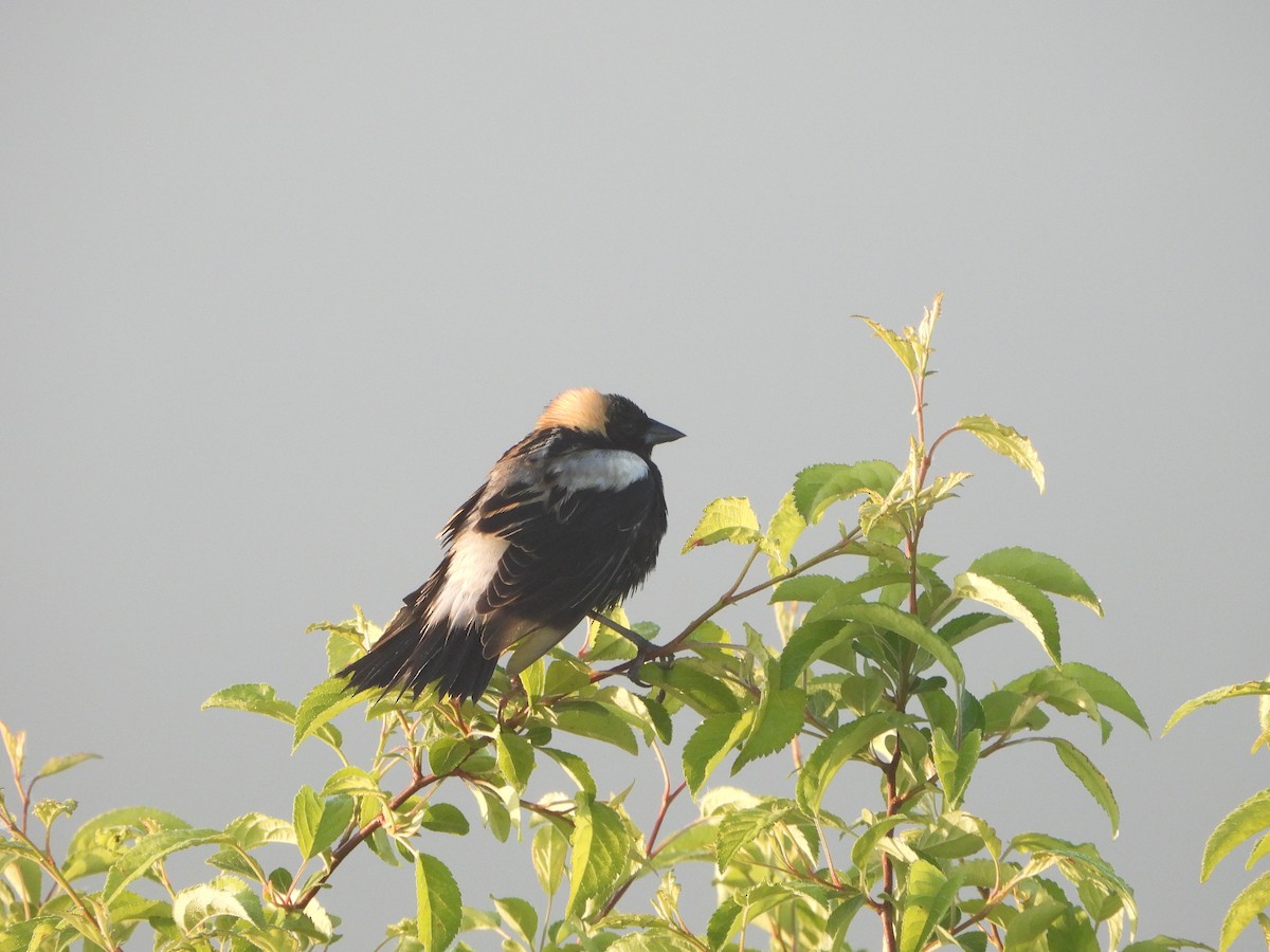 Bobolink - Dan Meyer